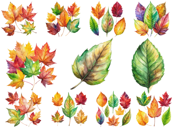 Watercolor Autumn Fall Leaves Clipart