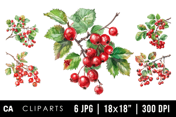 Watercolor Hawthorn Berries Cliparts in Design